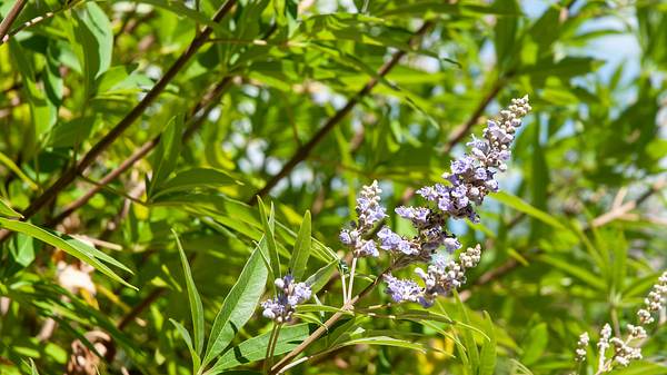 Mönchspfeffer als Strauch in der Natur - Foto: iStock/Carmen Hauser