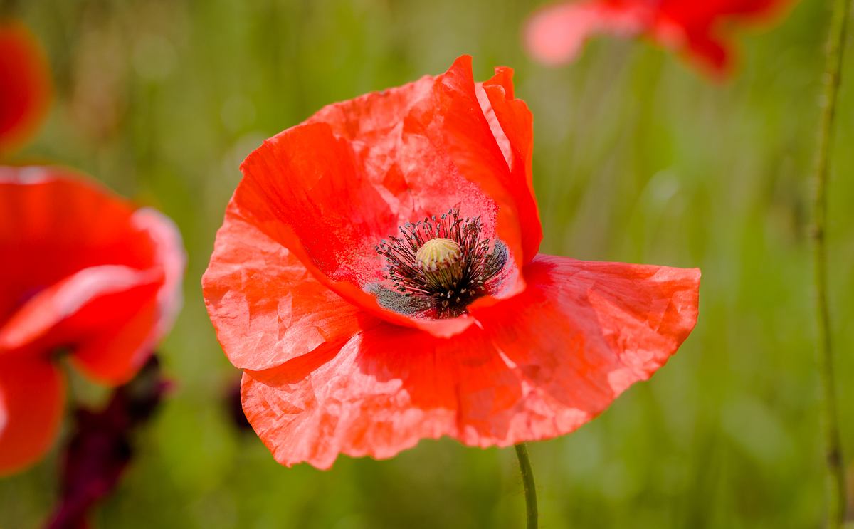 Mohn ist in kleinen Mengen essbar, wirkt bei übermäßigem Verzehr aber giftig.