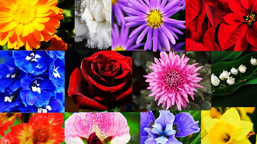 Die Blume deines Geburtsmonats verrät deine Persönlichkeit - Foto: iStock
