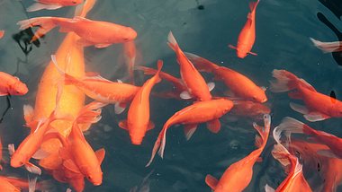 In den USA sind riesige Goldfische aufgetaucht. - Foto: IMAGO / Imaginechina-Tuchong