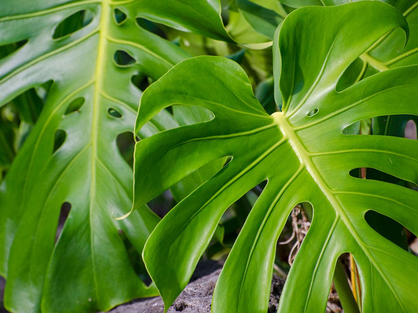Wie pflege ich eine Monstera richtig? Was du über die Pflege einer Monstera wissen solltest.