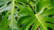 Was du über die Pflege einer Monstera wissen solltest. - Foto: iStock