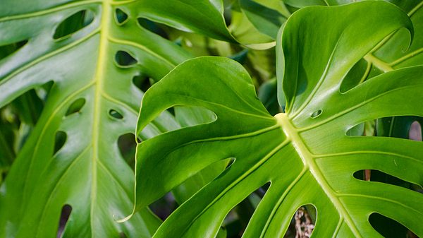 Was du über die Pflege einer Monstera wissen solltest. - Foto: iStock