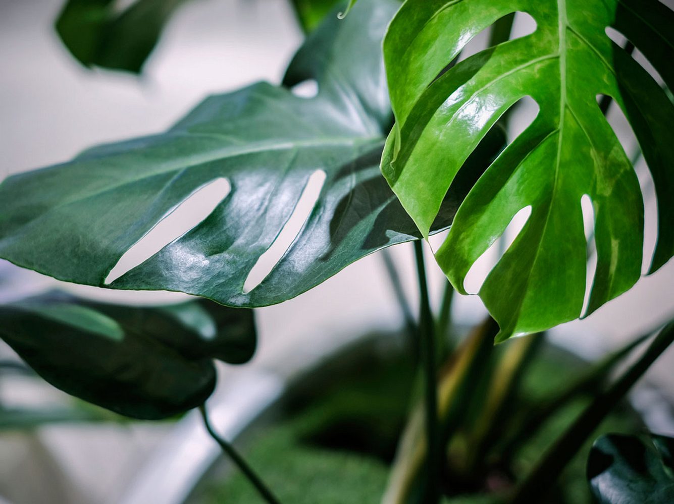 Wie topfe ich eine Monstera richtig um? Wie vermehre ich eine Monstera?