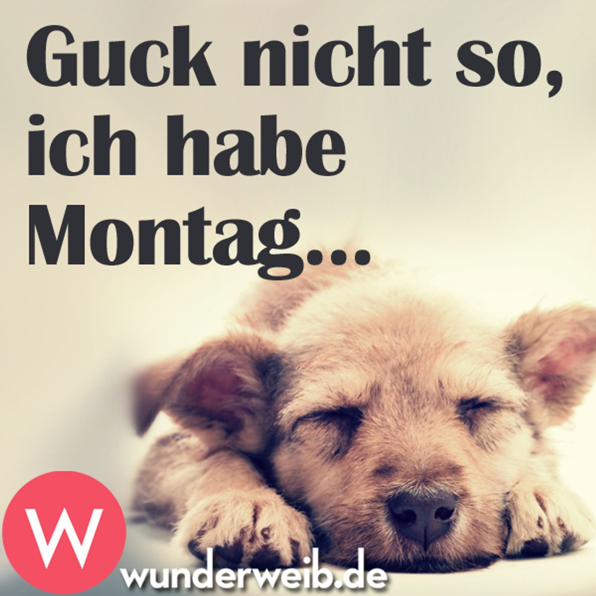 montag sprueche