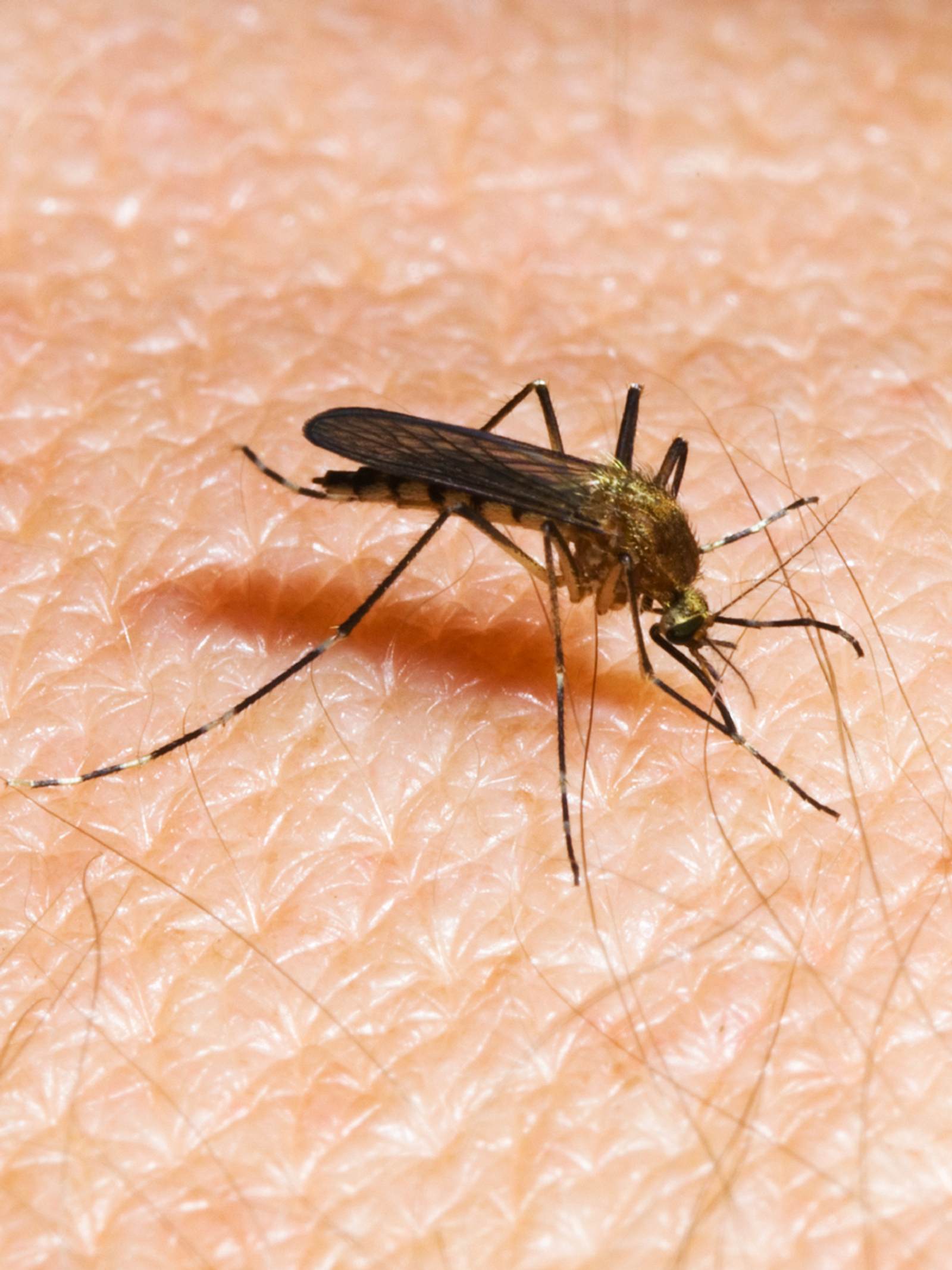 Auch Mücken übertragen Borreliose Wunderweib