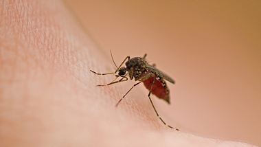 RKI schlägt Alarm! Mehr Mücken und Zecken durch Klimawandel - Foto: dpinn/iStock
