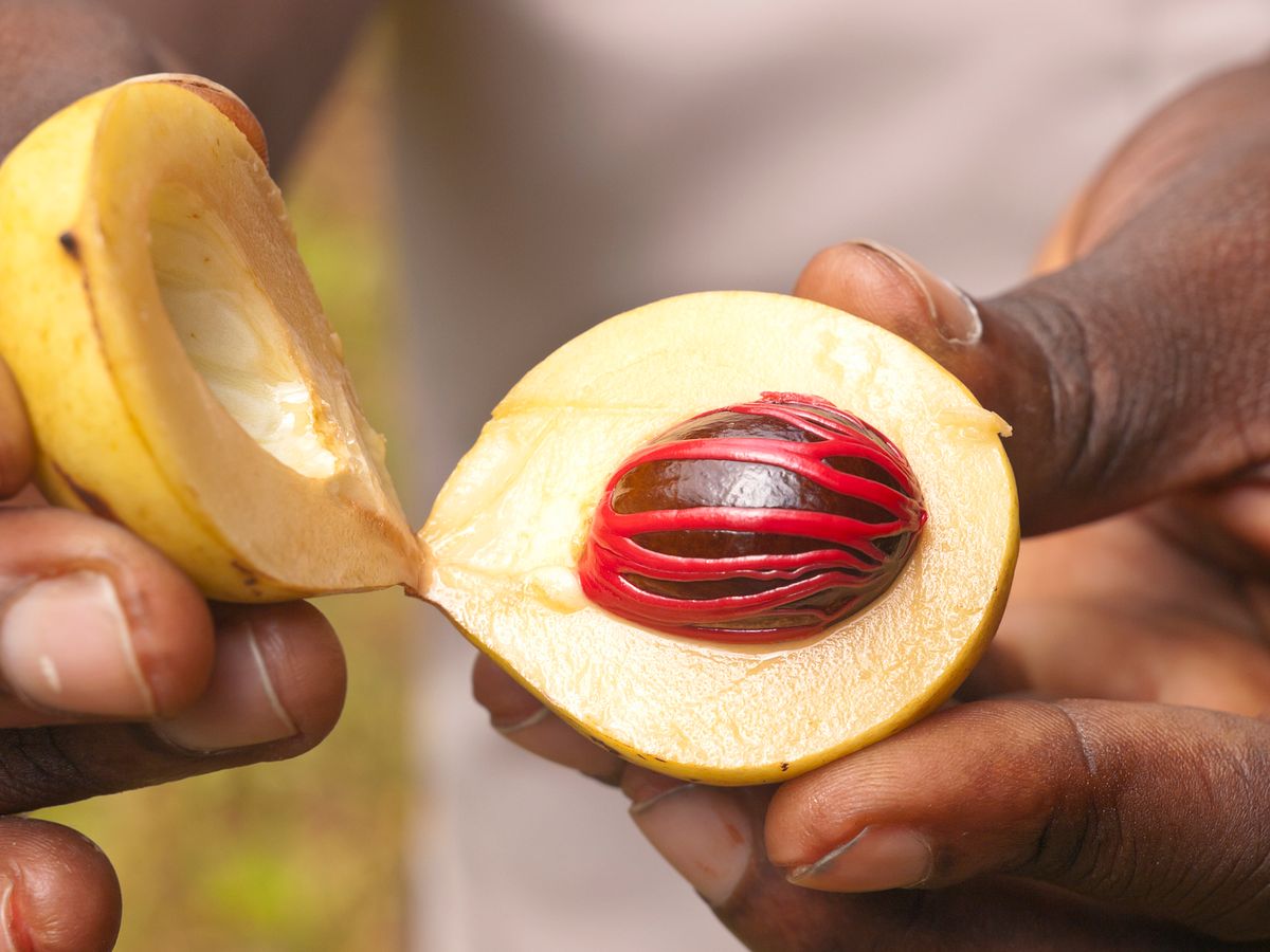 In der Muskatfrucht wächst der Samen - die Muskatnuss. Umgeben ist sie von einem roten Samenmantel.