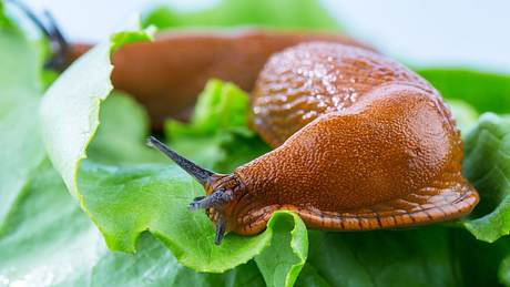 Nacktschnecken-Plage: So wirst du die Biester los - Foto: iStock