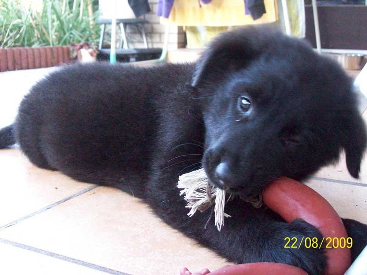 nero golden retriever schaeferhund mix