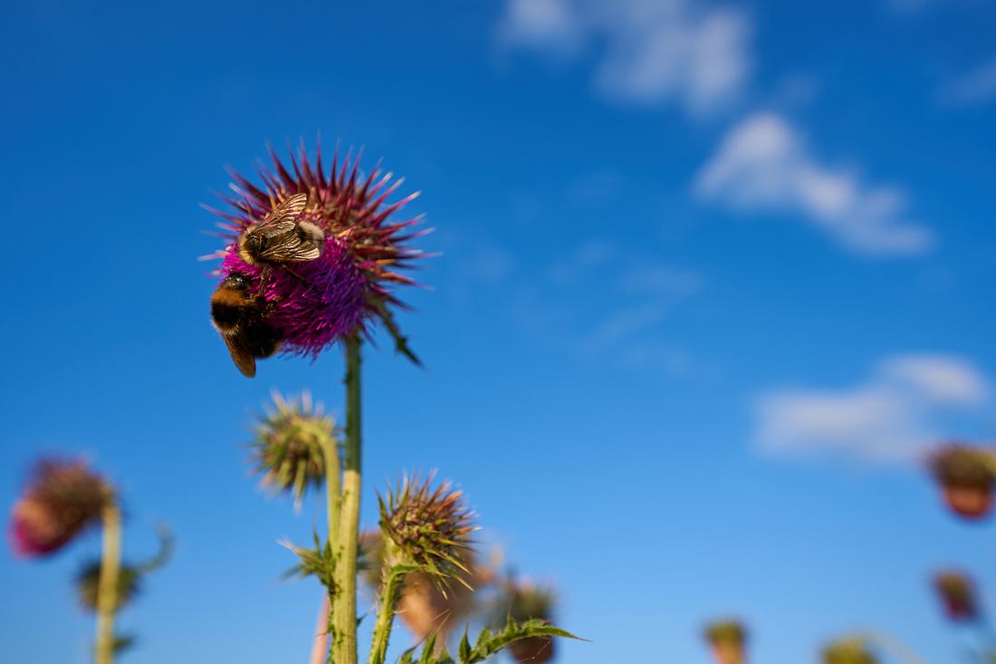 Neues Gesetz im März 2022: Insekten sollen besser geschützt werden. Neues Gesetz im März 2022: Insekten sollen besser geschützt werden.