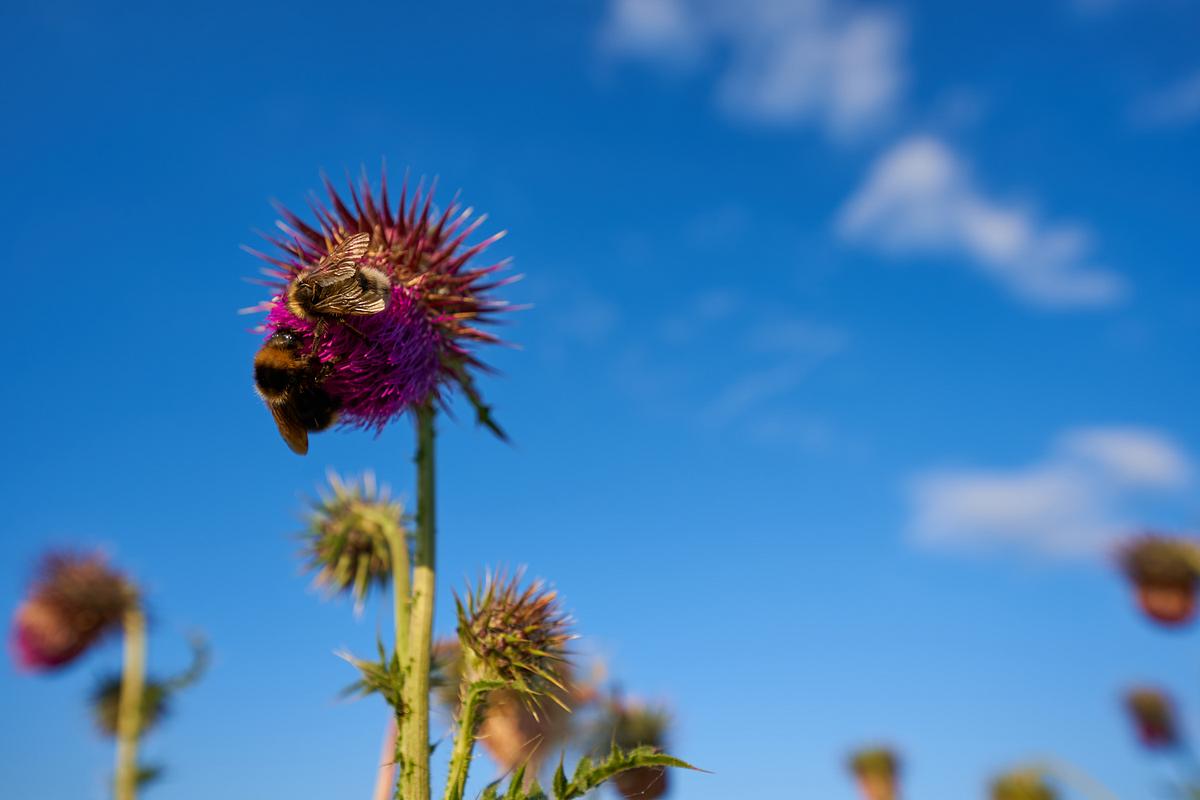 Neues Gesetz im März 2022: Insekten sollen besser geschützt werden.