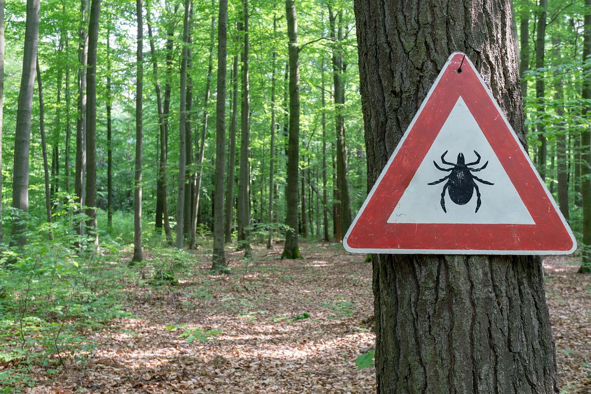 Warnschild mit Zecke im Wald