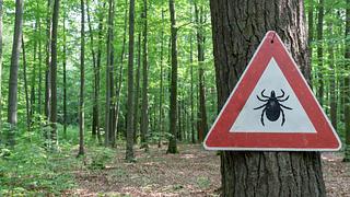 Warnschild mit Zecke im Wald - Foto: gabort71/iStock