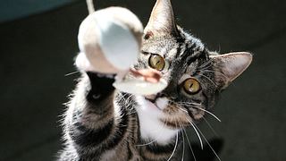 9 Fakten, die beweisen, wie schlau Katzen wirklich sind - Foto: iStock/BiancaGrueneberg