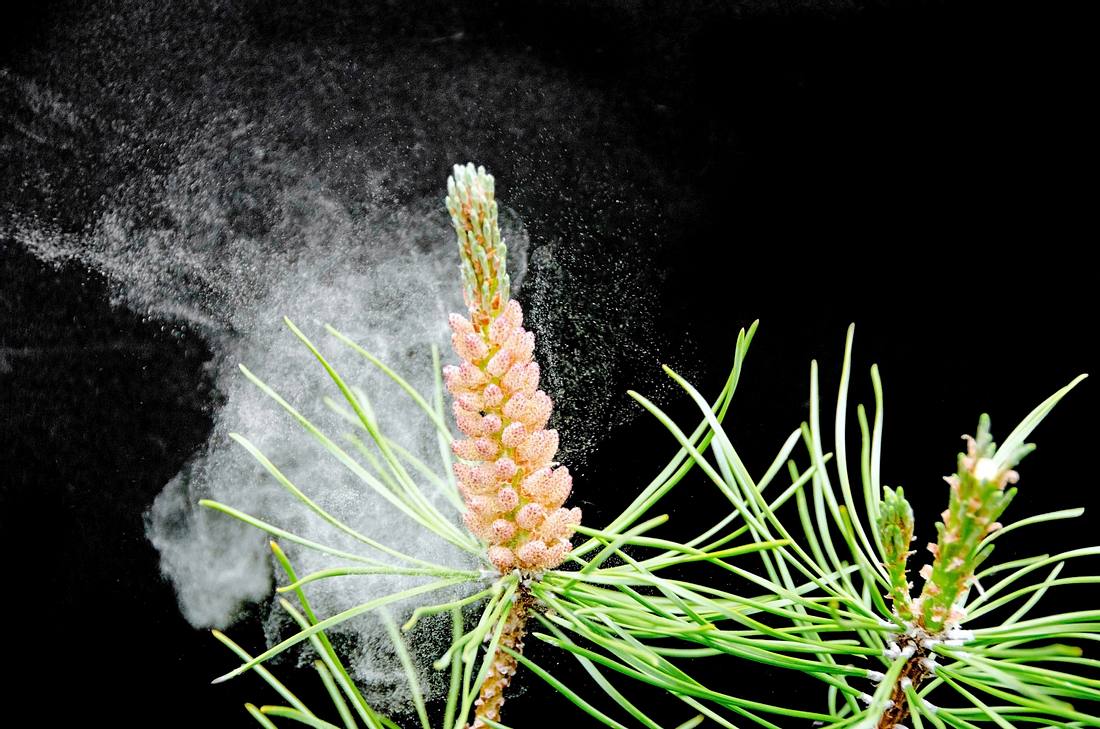 Pollen können eine Neurodermitis-Ursachen sein - doch die genauen Gründe sind sehr individuell. Pollen können eine Neurodermitis-Ursachen sein - doch die genauen Gründe sind sehr individuell.