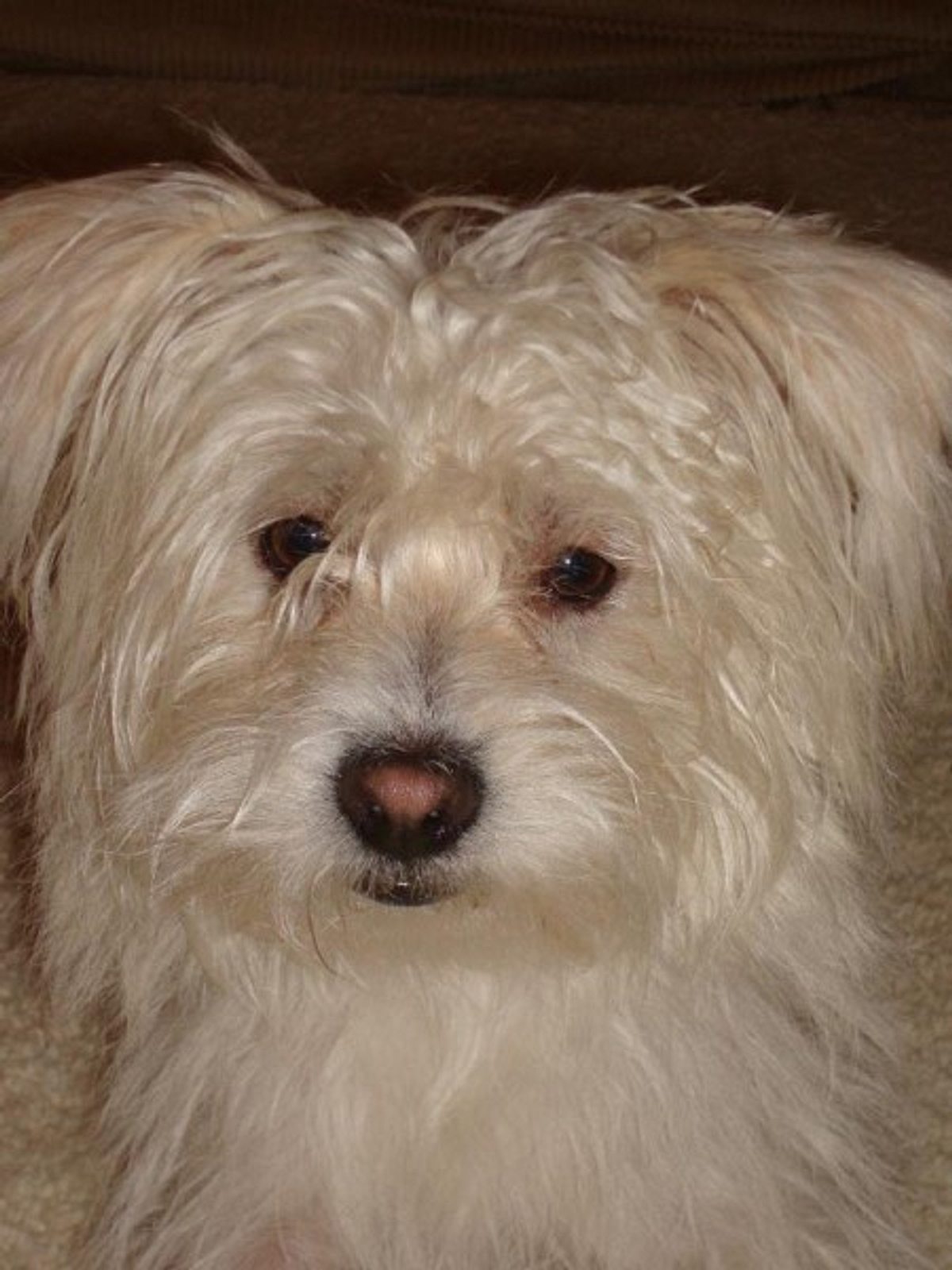 nevado terrier mix