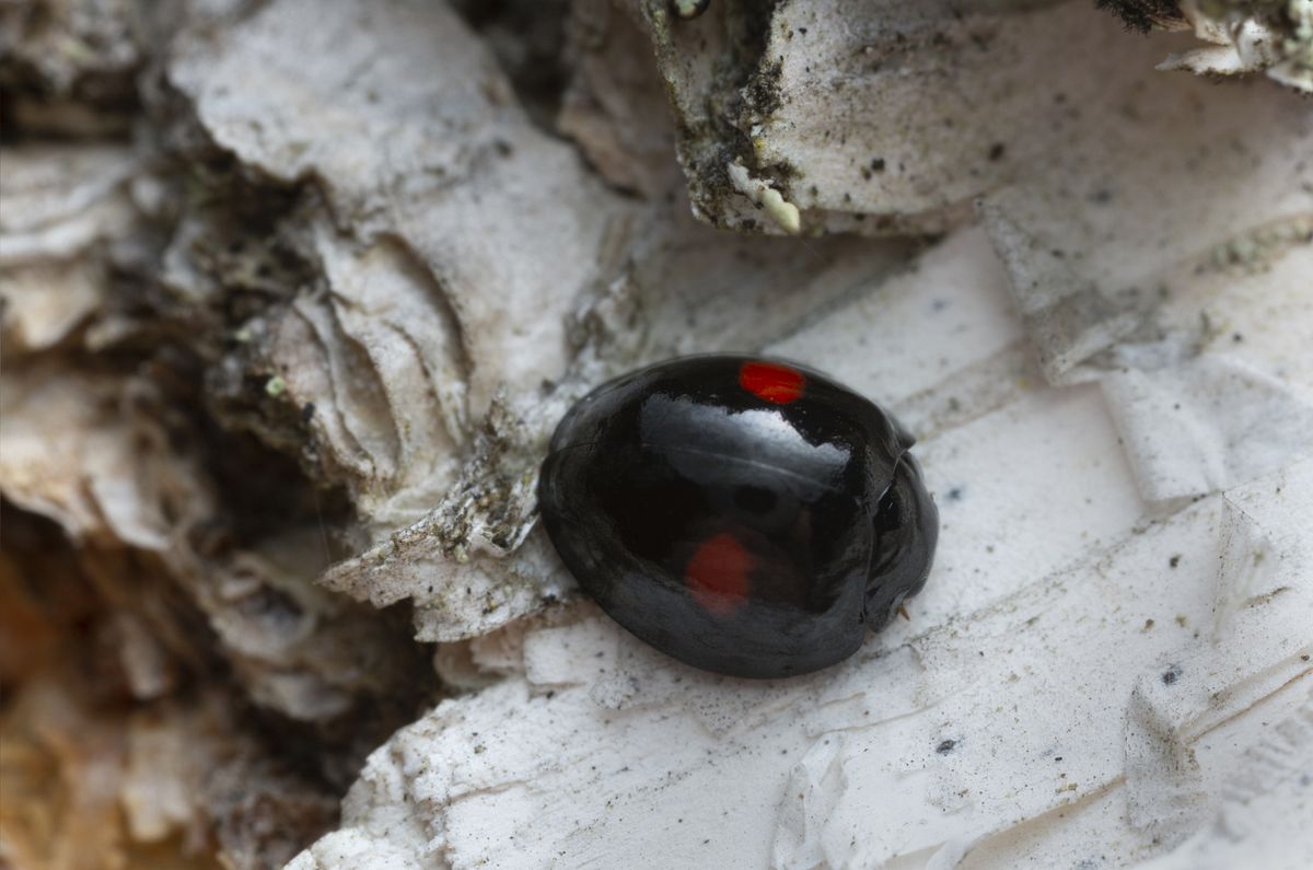 Nierenfleckige Kugelmarienkäfer lieben feuchte Gegenden und fressen Läuse.