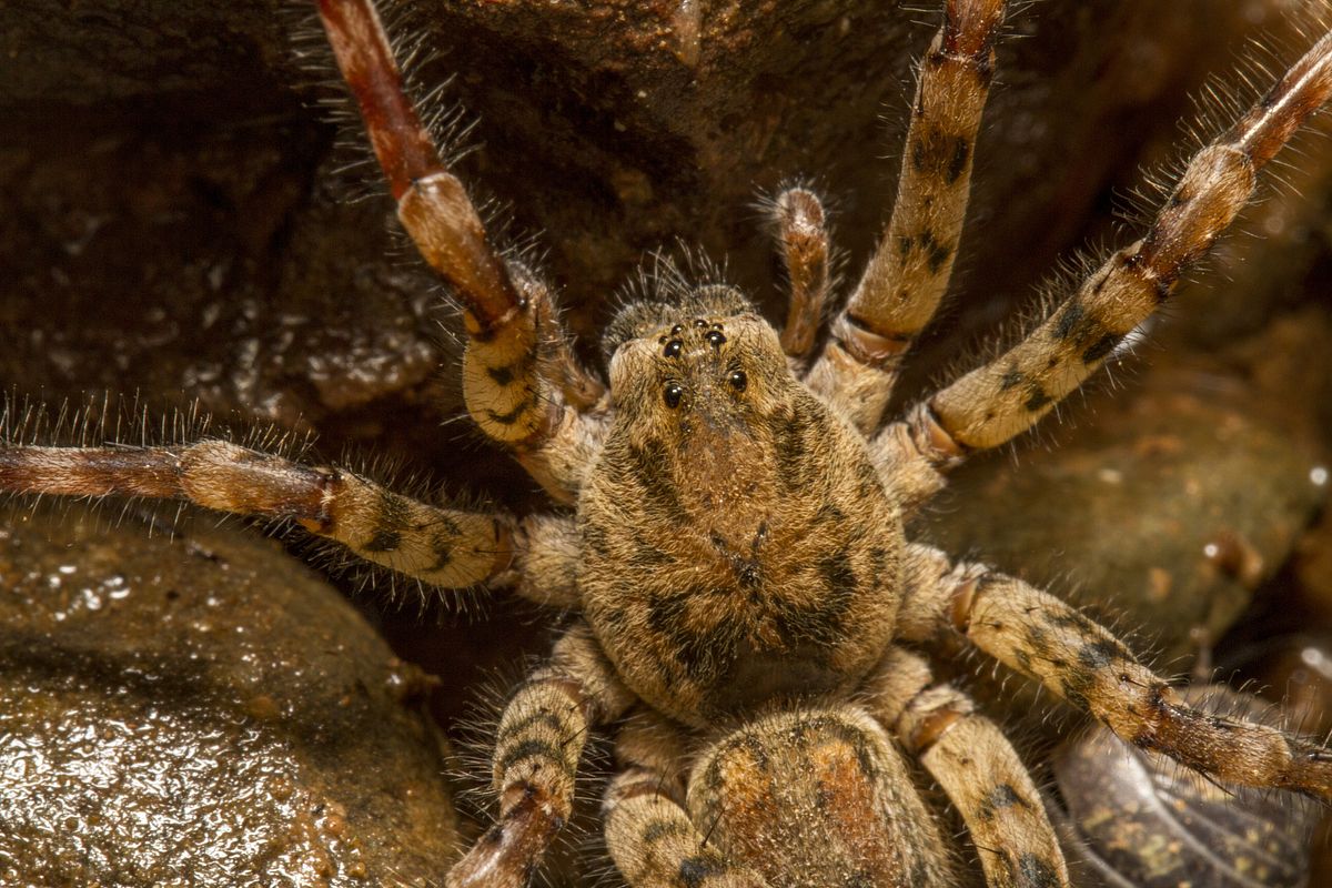 Achtung! Gruselige Vampir-Spinne breitet sich in Deutschland aus!