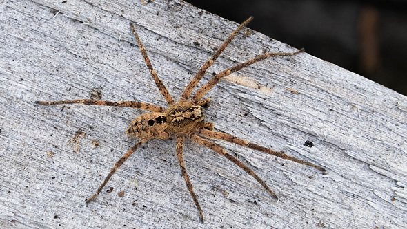 Nosferatu-Spinne - Foto: NABU Robert Pfeifle aR