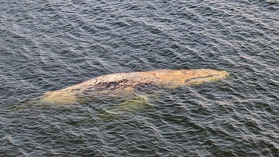 Ob „Hartwin“ die deutschen Herzen auch erobern wird? Buckelwal „Hartwin“ in der Ostsee.