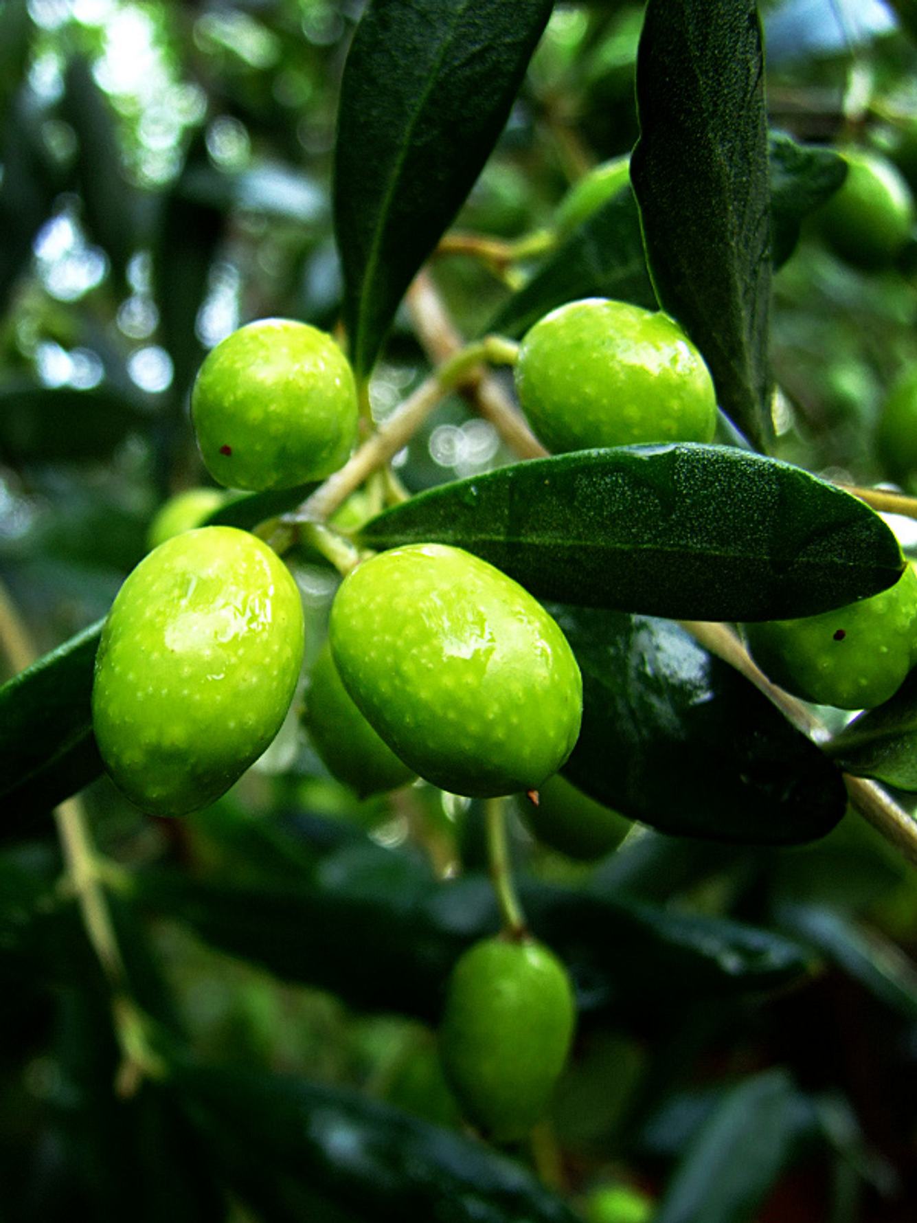 oliven sxc unbegrenzt