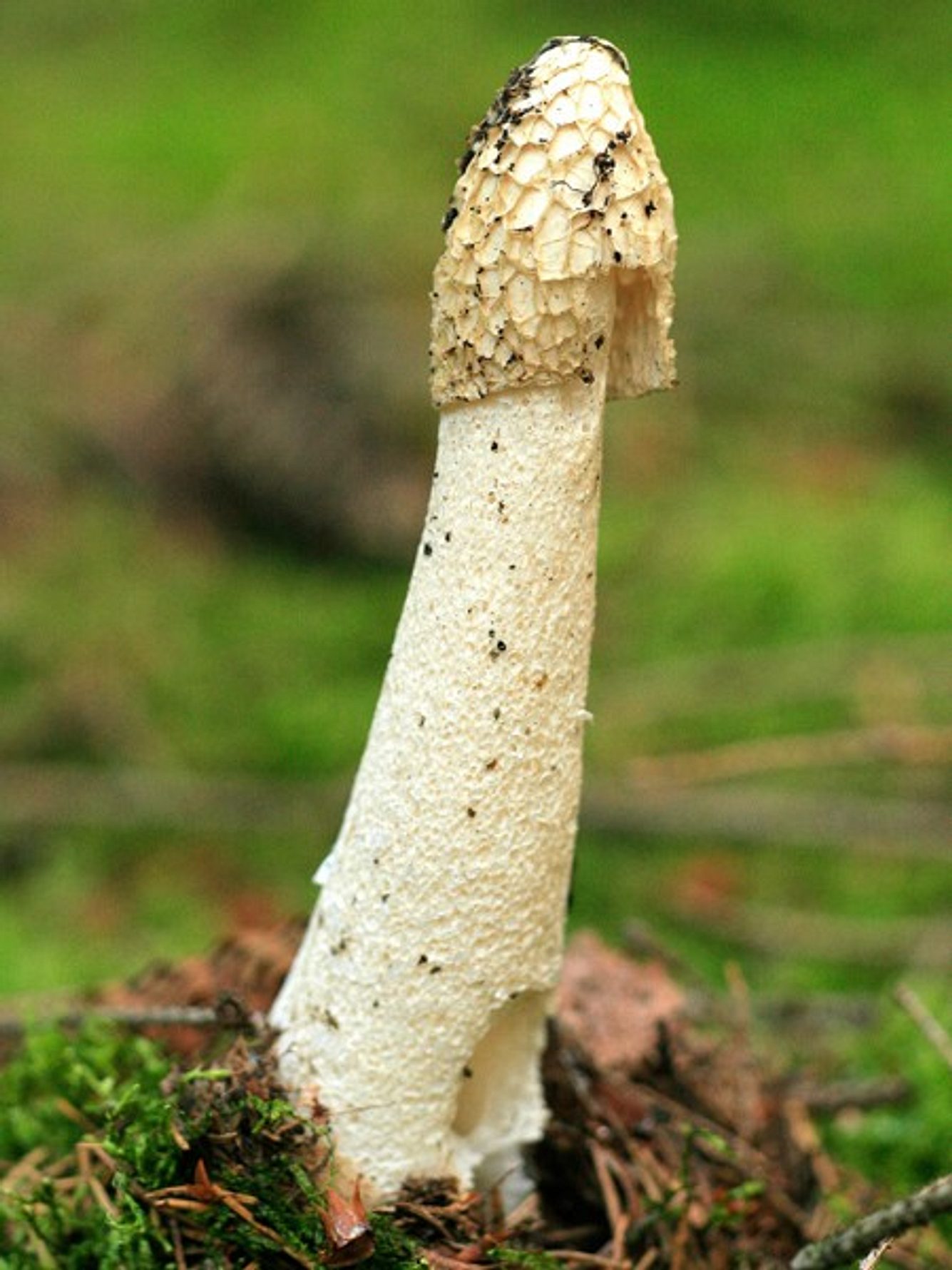 Dieser Pilz kann einen Orgasmus auslösen orgasmus pilze