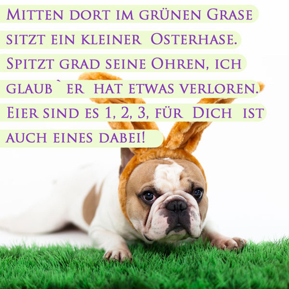 Mitten dort im grünen Grase sitzt ein kleiner Osterhase. Spitzt grad seine Ohren, ich glaub er hat etwas verloren. Eier sind es 1, 2, 3, für Dich ist auch eines dabei!