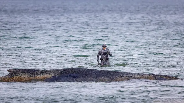 Der gestrandete Buckelwal liegt in der Ostsee. Ein Taucher nähert sich ihm. - Foto: IMAGO / Agentur 54 Grad