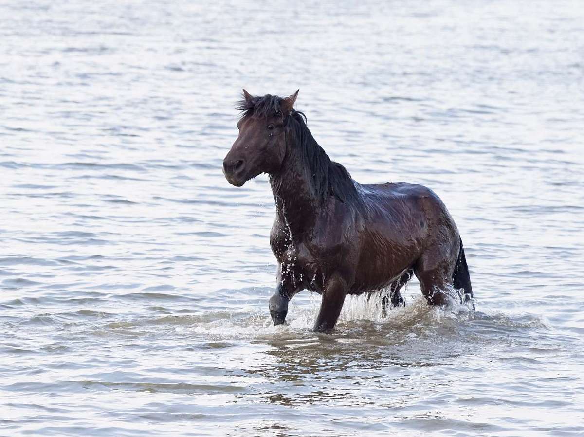 Papenburg: Pferd ertrinkt im Badesee