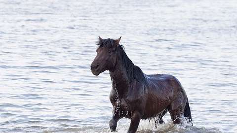 Papenburg: Pferd ertrinkt im Badesee - Foto: iStock/ElsvanderGun/Symbolbild