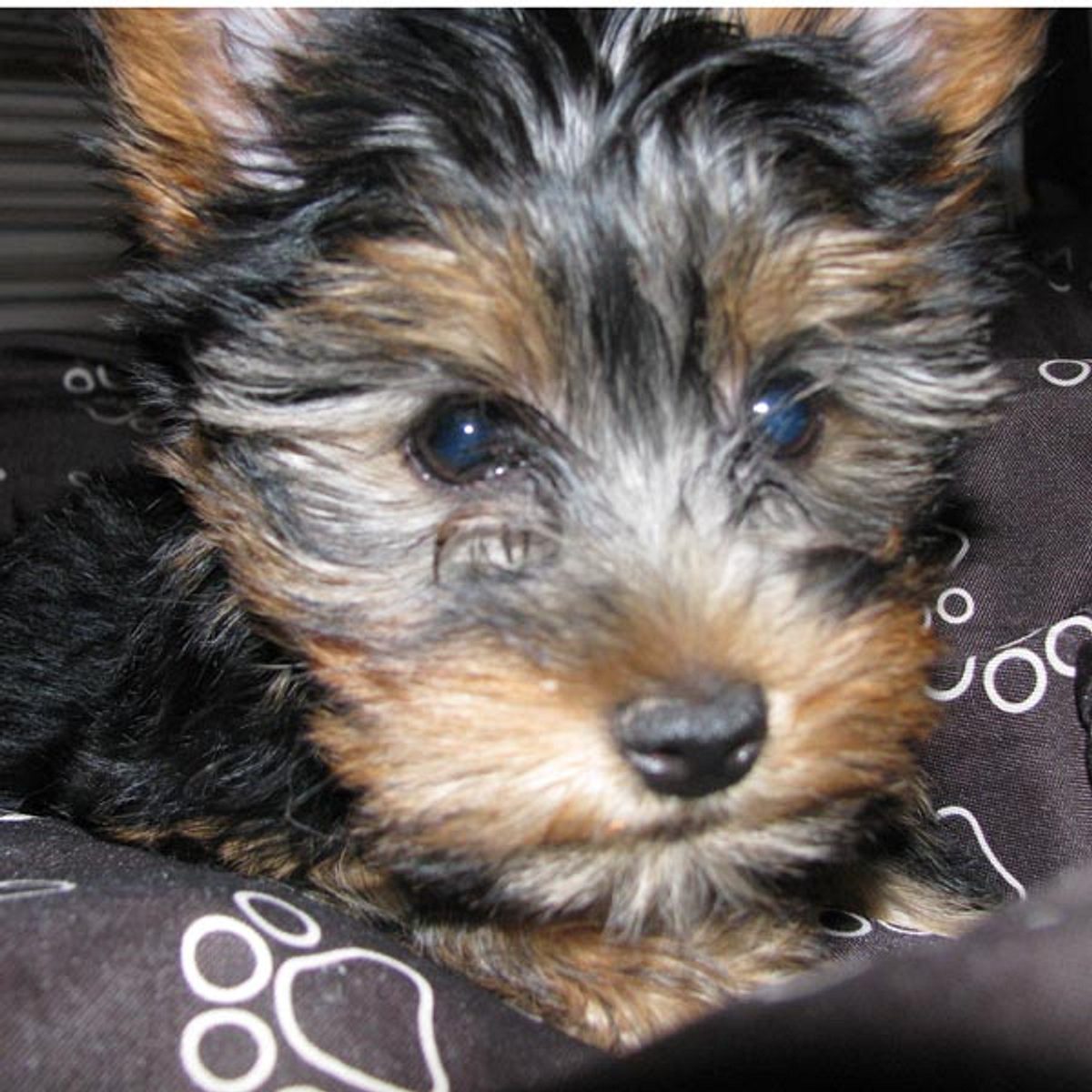 pebbels yorkshire terrier