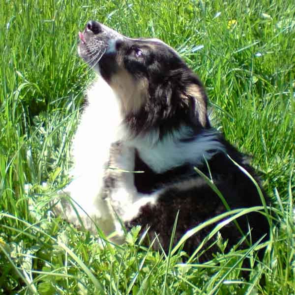 peggy collie berner sennen mix