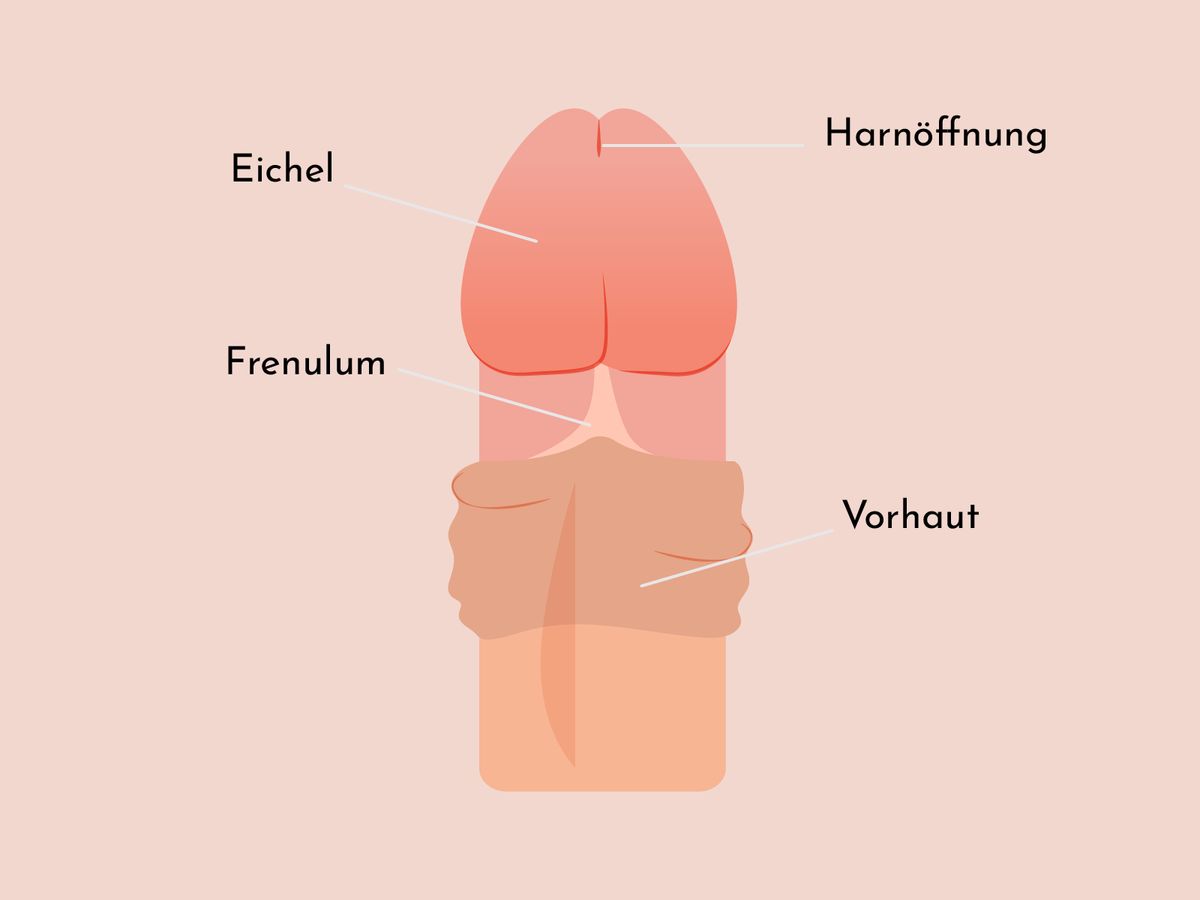 Frenulum an der Unterseite des Penis bei zurückgezogener Vorhaut.