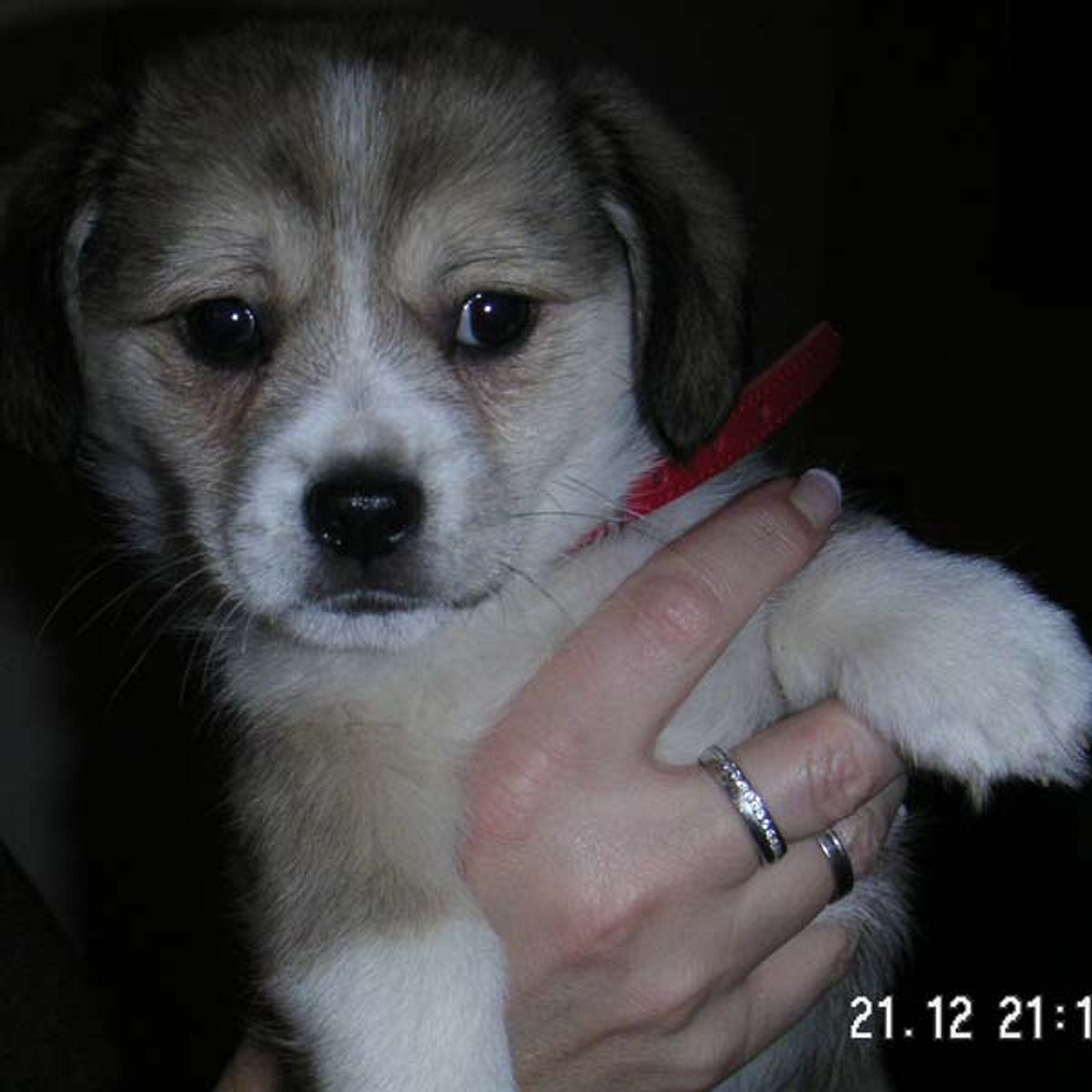 percy jack russel pekinese mix