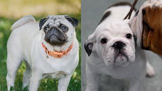 Mops und Englische Bulldogge - Foto:  IMAGO / Pond5 Images (links) & Jamie McCarthy/Getty Images (rechts)