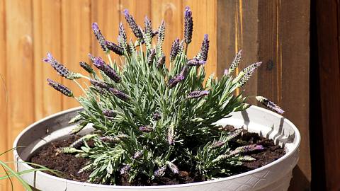 Lavendel im Topf - Foto: Denise Hasse/iStock