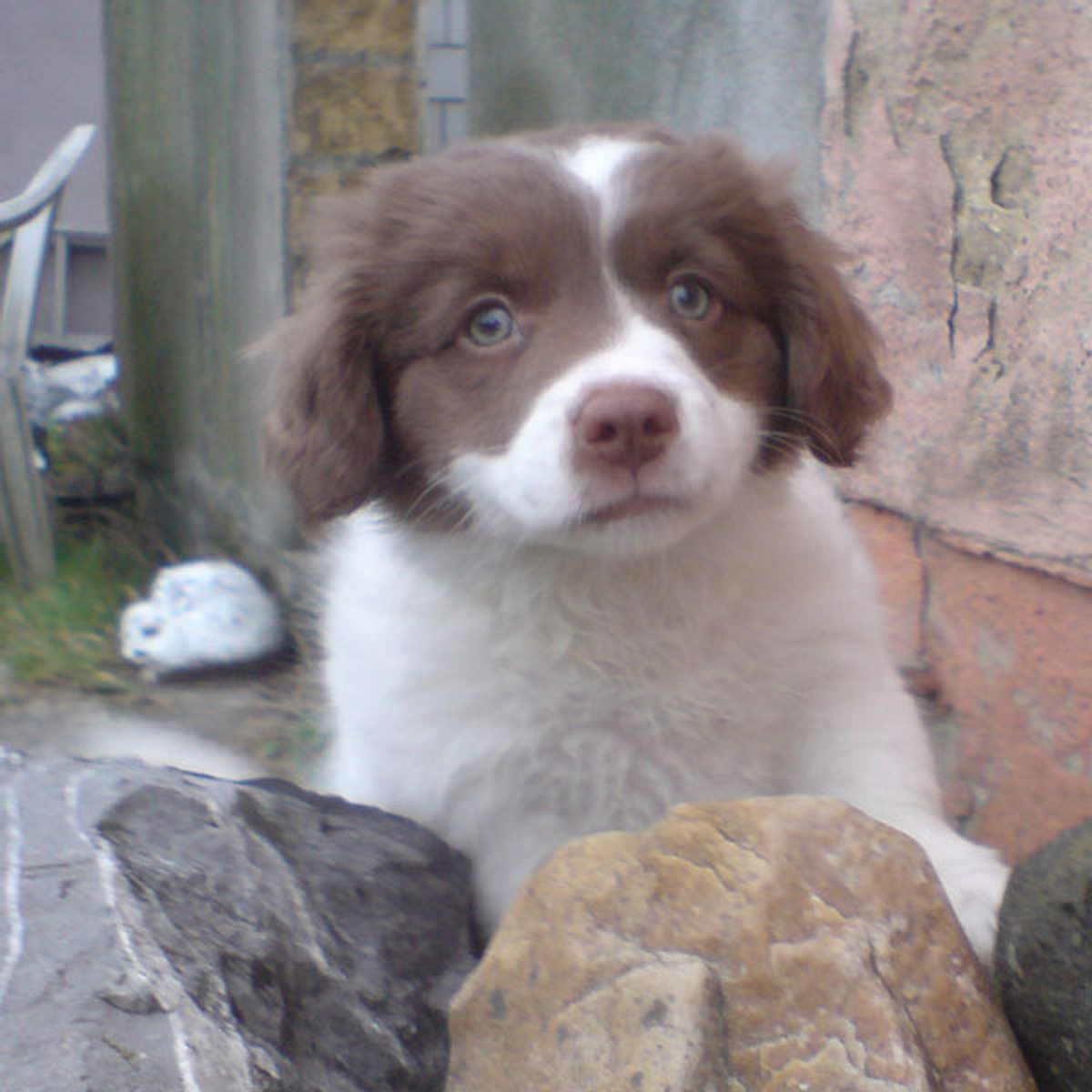 phibie border collie mix