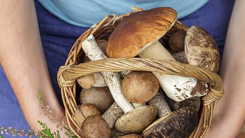 Ab wann ist Pilze sammeln verboten? - Foto: iStock/Koldunov