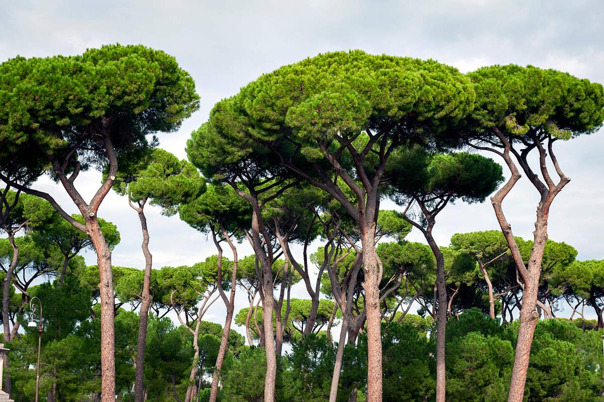 Die Pinie - hier Pinus pinea - wächst in Mittelmeerländern. Von ihr stammen die länglichen, teuren Pinienkerne.