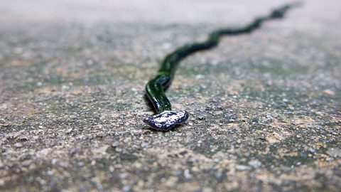Der fleischfressende Plattwurm breitet sich auch in Europa immer mehr aus. - Foto: iStock