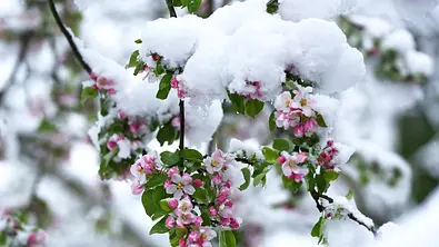 Apfelbaum blüht im Frühling mit Schnee. - Foto: Spitzt-Foto/iStock