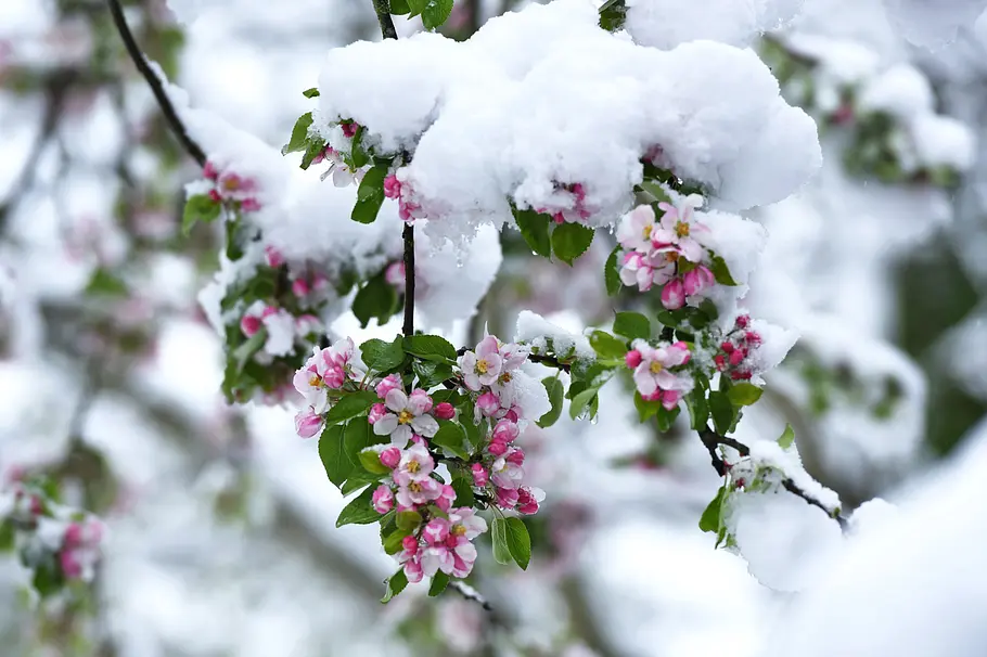 Polarwirbel: Kommen jetzt schon die Eisheiligen?! Apfelbaum blüht im Frühling mit Schnee.