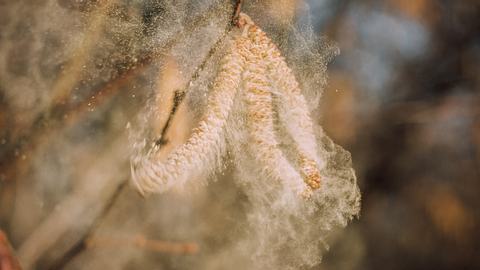 Heuschnupfen nervt: Pollen in der Wohnung werden zur Falle. - Foto: Goldi59/iStock