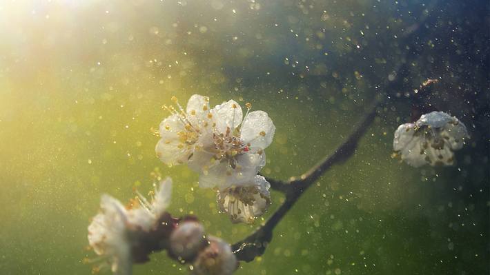 Dieses Jahr wird besonders schlimm: In unserer Pollenflug-Vorhersage 2020 sagen wir dir, wann welche Pollen Saison haben. - Foto: iStock / mammuth