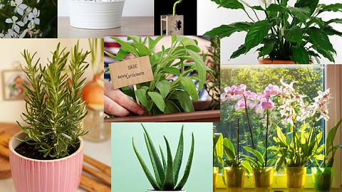 8 Zimmerpflanzen mit positiver Energie - Foto: iStock
