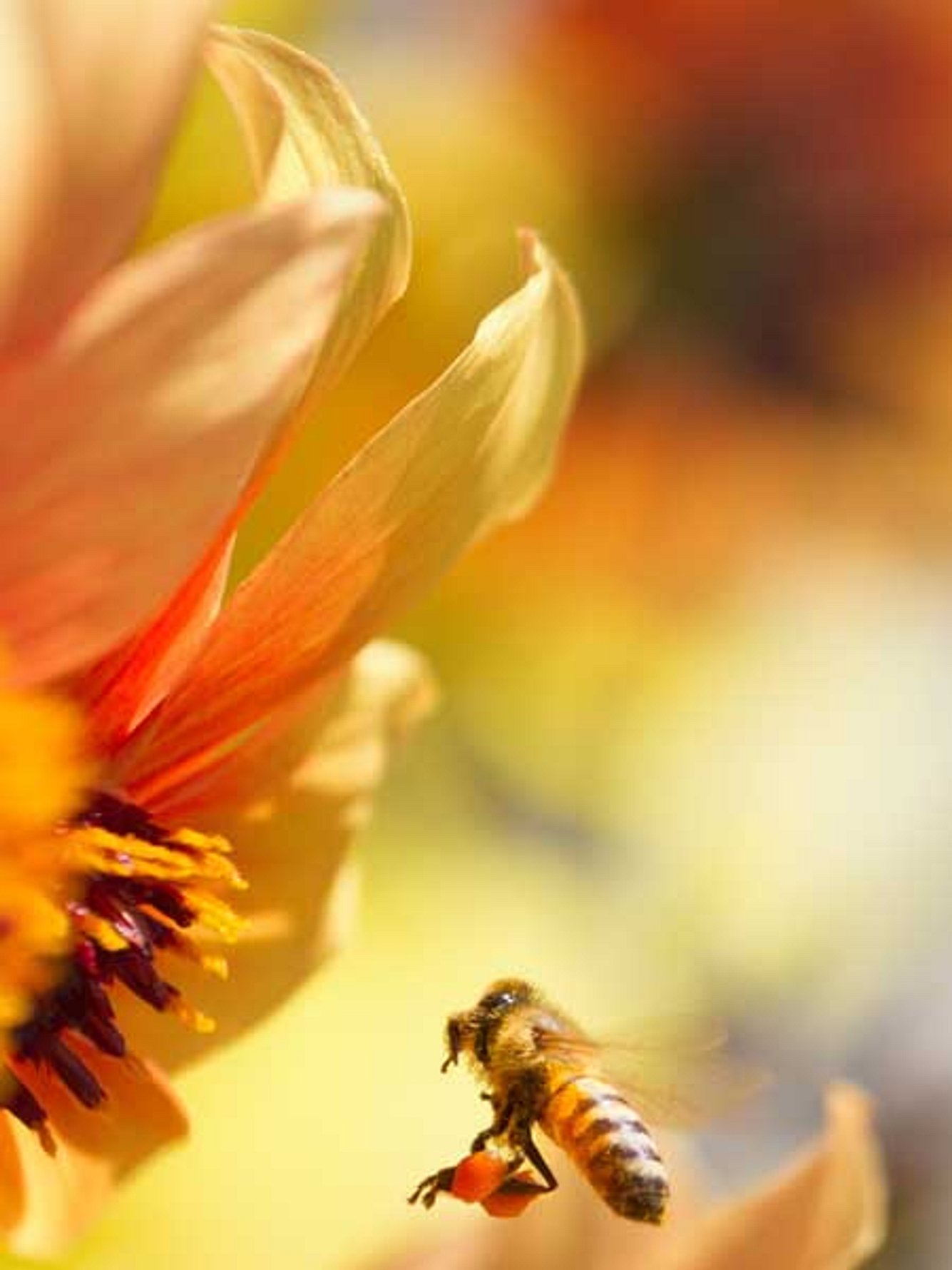 Nach einer Studie der Universität von Oxford wirkt Propolis doppelt so entzündungshemmend wie Acetylsalicylsäure. propolis