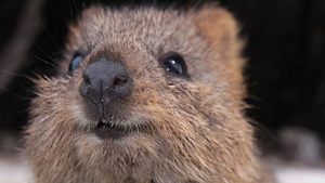 quokka h - Foto: iStockphoto