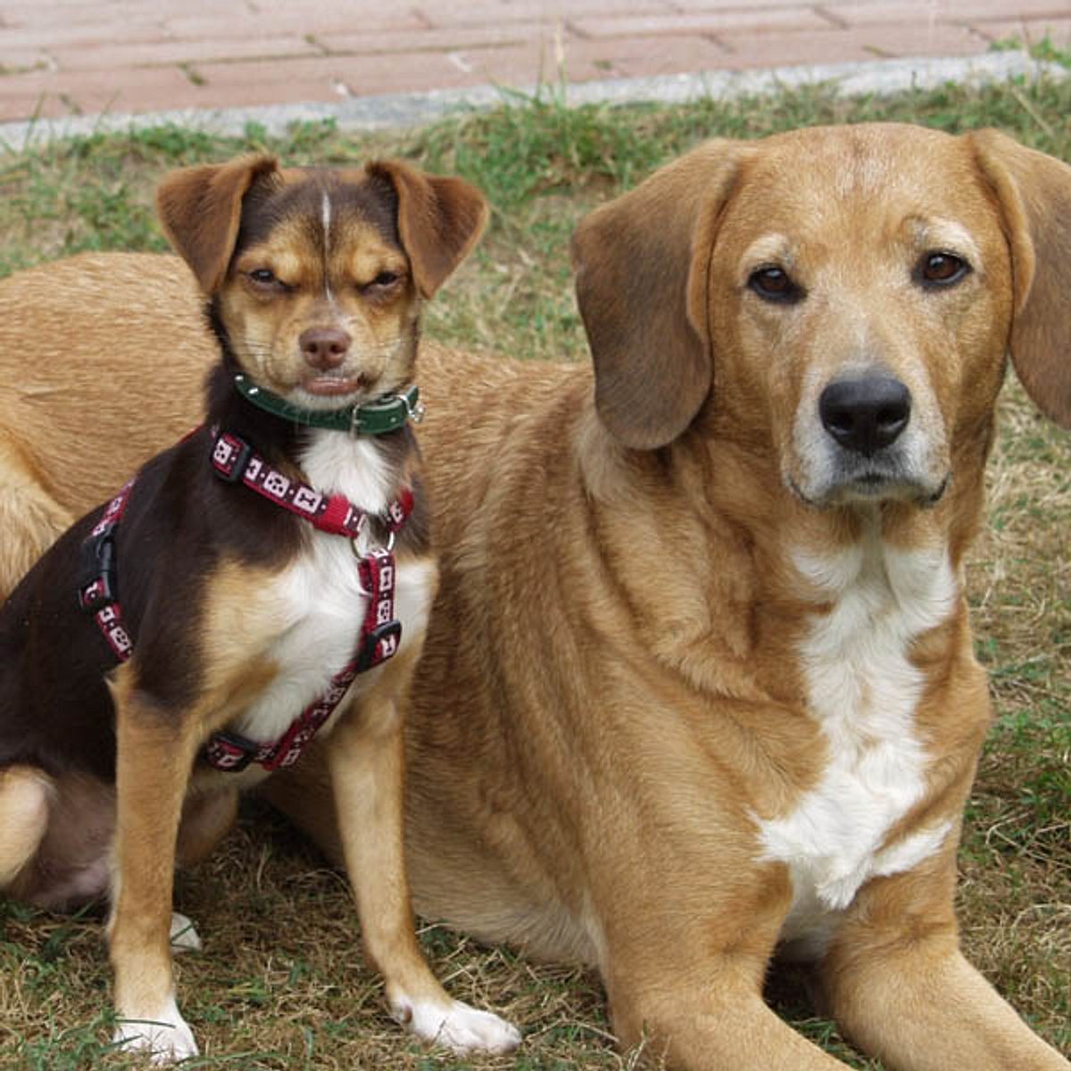 rambo chihuahua rehpinscher mix