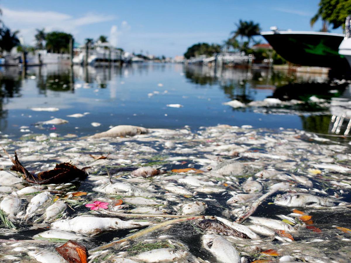 Red Tide Florida